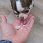 Alapvető vitaminok kutyák számára